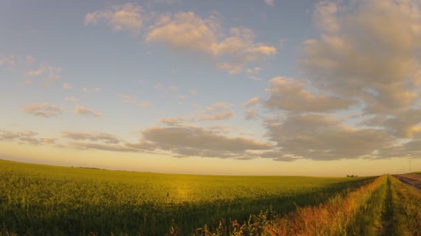 Árbol solitario en pradera verde sobre fondo azul del cielo — Vídeo de stock