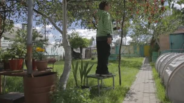 Jongen zit op de boom en verzamelen kersen. — Stockvideo