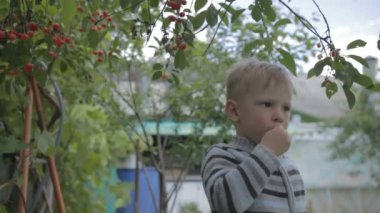 Ağaç ve toplamak kiraz üzerinde oturan çocuk.