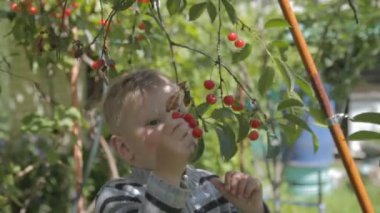 Ağaç ve toplamak kiraz üzerinde oturan çocuk.