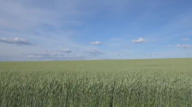 Buğday alan dalgalar yaz Rüzgar Pan doğa arka tarafından taşındı