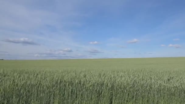 Pszenica dziedzinie fale przenoszone przez wiatr letni Pan tle natura — Wideo stockowe