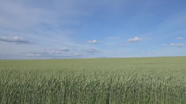 Волны на пшеничном поле, перемещенные на фоне летнего ветра — стоковое видео