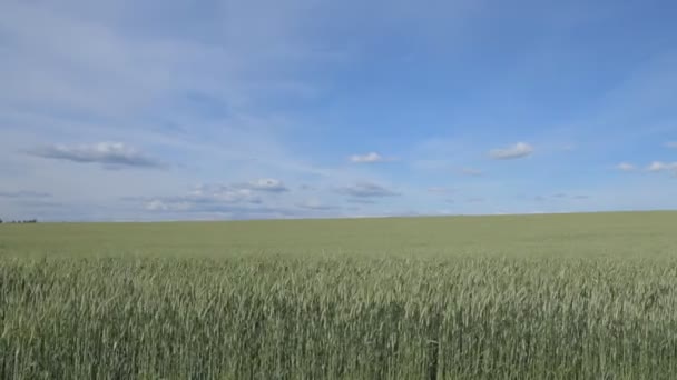 Волны на пшеничном поле, перемещенные на фоне летнего ветра — стоковое видео