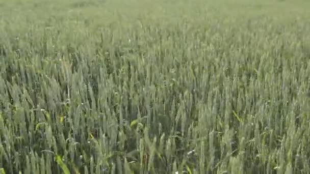 Olas de campo de trigo movidas por viento de verano Pan Nature Background — Vídeo de stock