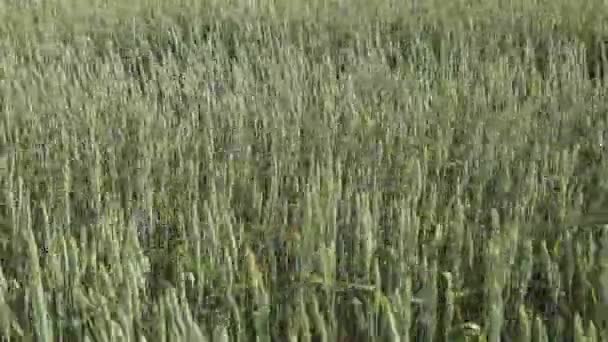 Vagues de champ de blé animées par le vent d'été Pan Nature Contexte 
