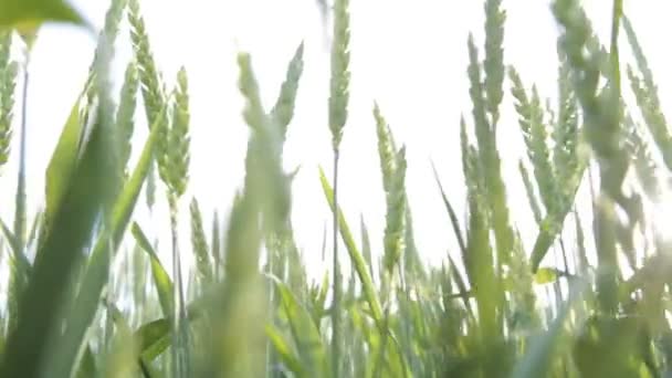 Vete fält vågor flyttas av sommar vind Pan natur bakgrund — Stockvideo