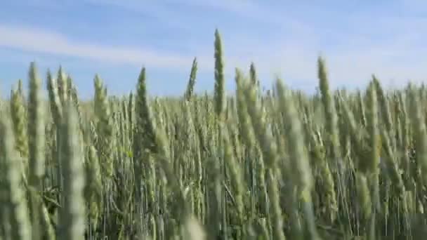Buğday alan dalgalar yaz Rüzgar Pan doğa arka tarafından taşındı — Stok video