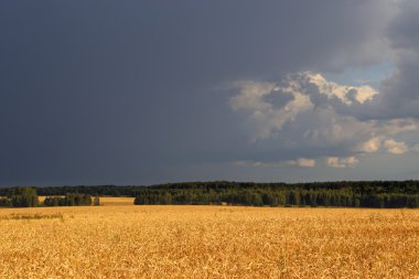 Fırtınalı havalarda buğday alanlarının dramatik görünüm