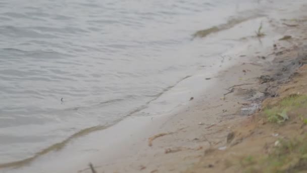 Joven hermosa chica en el vestido tradicional bielorruso con una corona — Vídeos de Stock