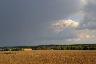 Fırtınalı havalarda buğday alanlarının dramatik görünüm