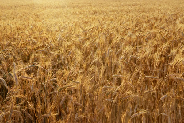 Zlaté uši pšenice na poli. — Stock fotografie