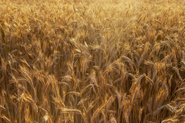 Goldene Ähren auf dem Feld. — Stockfoto