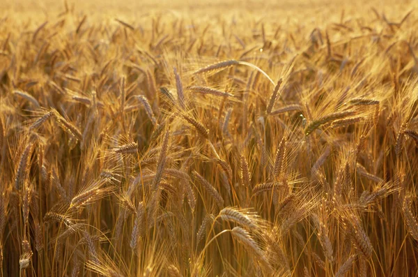 Orelhas douradas de trigo no campo. — Fotografia de Stock