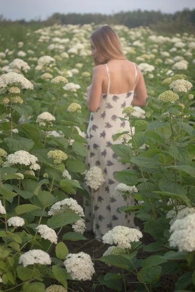 Молода красива жінка в теплих променях вечірнього сонця, що йде на зелене поле з білими квітами . — стокове фото