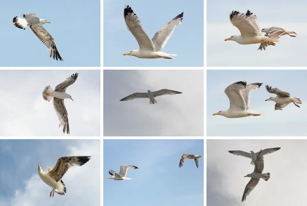 Коллекция летающих птиц чайки на голубом фоне неба. Летний пляж — стоковое фото