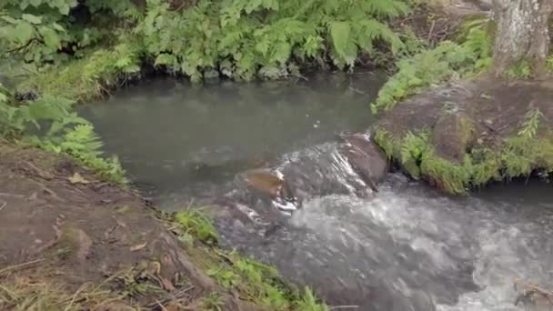 Eşik yeşil ormanın derinliklerinde akan Nehri üzerinde — Stok video