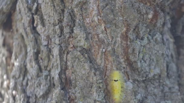 Bright yellow caterpillar crawling on a tree trunk — Stock Video