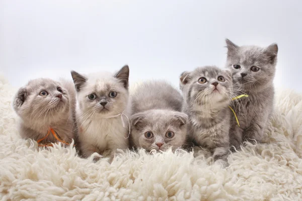 Group kitties on white background