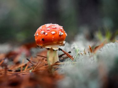 Amanita muscaria, nam-ı diğer Uç Agarik. Mantar ormanda yetişir. 2020