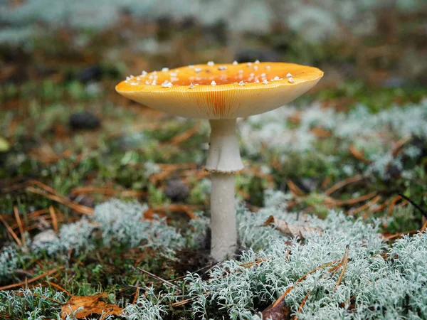 Amanita Muscaria Más Néven Repülj Agaric Gomba Erdőben 2020 — Stock Fotó