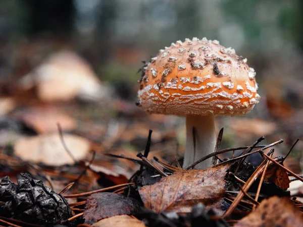 Amanita Muscaria Más Néven Repülj Agaric Gomba Erdőben 2020 — Stock Fotó