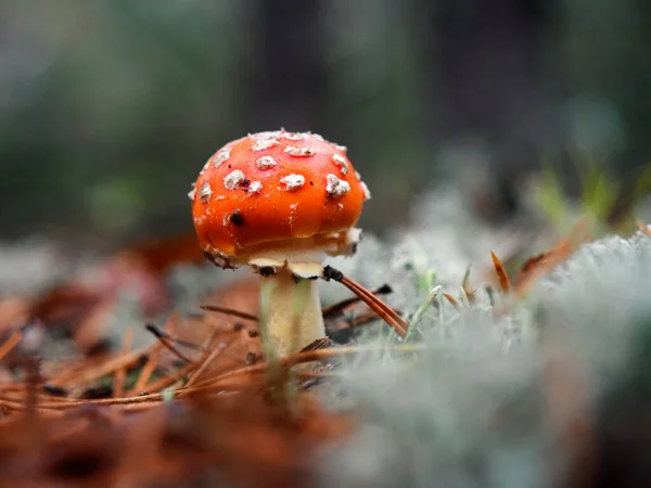 Amanita Muscaria Fly Agaric Mushroom Grows Forest 2020 — Stock Photo, Image
