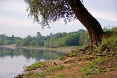 2020 'de göl kıyısındaki ağaçlar