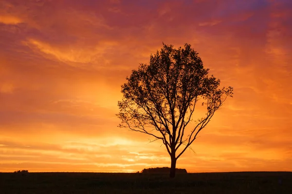 Одинокое Дерево Фоне Красного Заката 2020 — стоковое фото