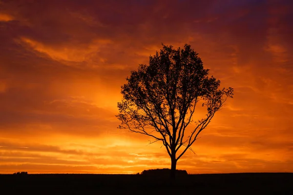 Samotne Drzewo Tle Czerwonego Zachodu Słońca 2020 — Zdjęcie stockowe