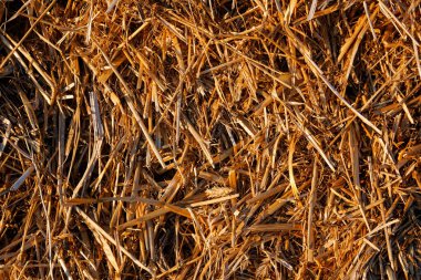 2020 akşamında güneşte saman