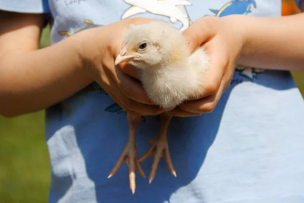 Kleines Gelbes Hühnerküken Kinderhänden 2020 — Stockfoto