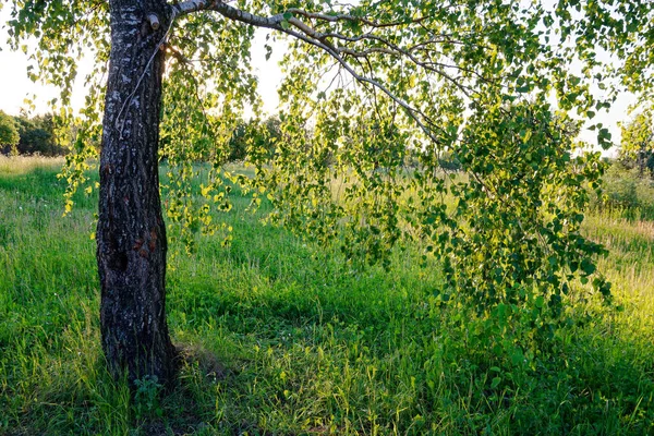 Groene Lente Berk Zonnestralen Avond 2020 — Stockfoto