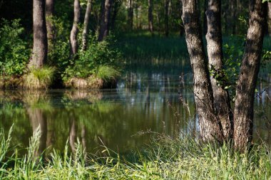 2020 ormanlık bir gölün kıyısında büyük ağaç gövdeleri.
