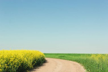 Mavi gökyüzüne karşı yolu olan kolza sarısı tarla 2020