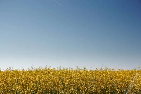 Campo Amarelo Colza Com Estrada Contra Céu Azul 2020 — Fotografia de Stock