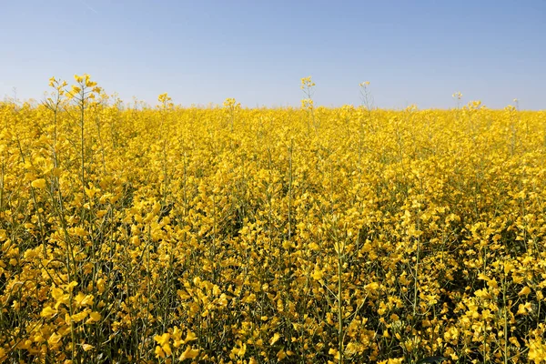 Koolzaad Geel Veld Met Weg Tegen Blauwe Hemel 2020 — Stockfoto