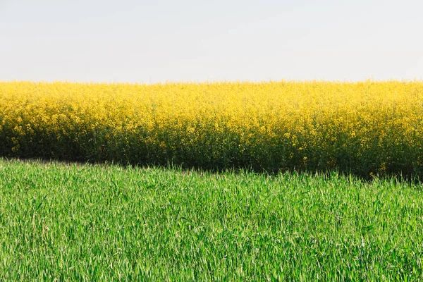 Koolzaad Geel Veld Met Weg Tegen Blauwe Hemel 2020 — Stockfoto