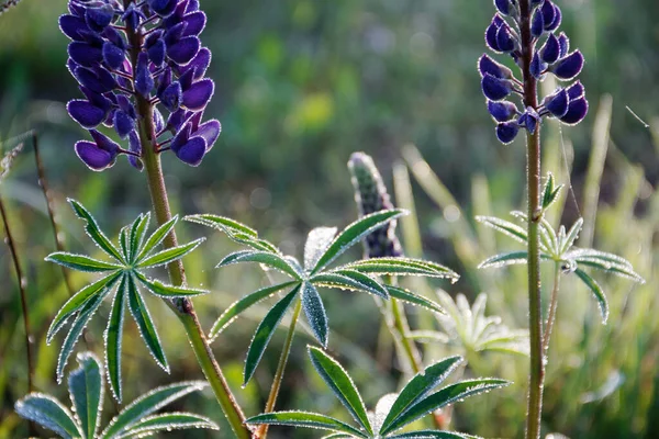 Bela Planta Púrpura Lupine Orvalho Manhã 2020 — Fotografia de Stock