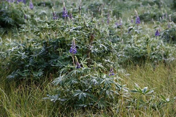 Hermosa Planta Altramuz Púrpura Mañana Rocío 2020 —  Fotos de Stock