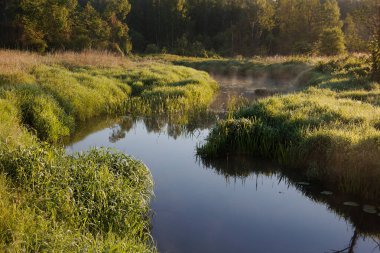 2020 ilkbaharında sisli bir nehirde orman nehri