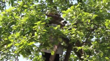 Ağaçtaki yabani arı sürüsü