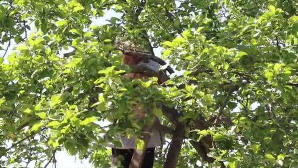 A wild swarm of bees on a tree — Stock Video