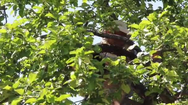 Abeille avec un plateau d'abeilles sauvages — Video
