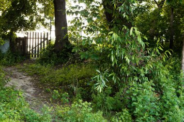 Ormandaki patika 2020 kapılı çitlere doğru gidiyor.