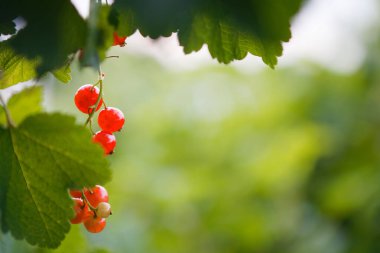 2020 yılının yeşil yaprakları arasında kırmızı frenk üzümü