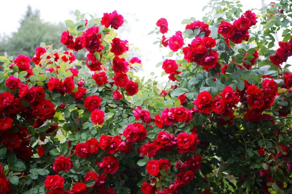 Hermoso Jardín Rojo Rosa Noche 2020 Imagen De Stock