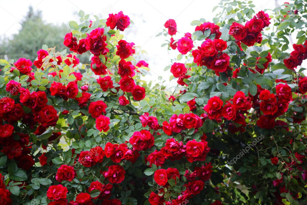 beautiful red tea garden rose in the evening 2020
