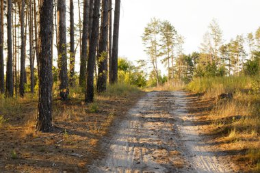 Düştükten sonra boş orman. kereste hasadı 2020