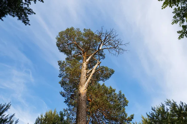 Ensamt Torrt Träd Mot Den Blå Himlen 2020 — Stockfoto